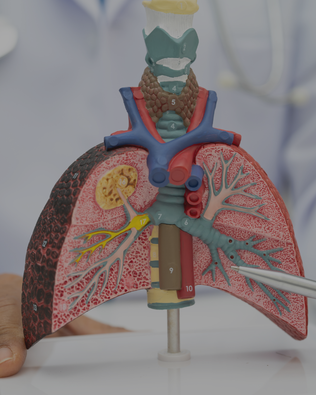 Pulmonology